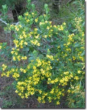 Chrysanthemoides monilifera - хризантемоидес четконосный